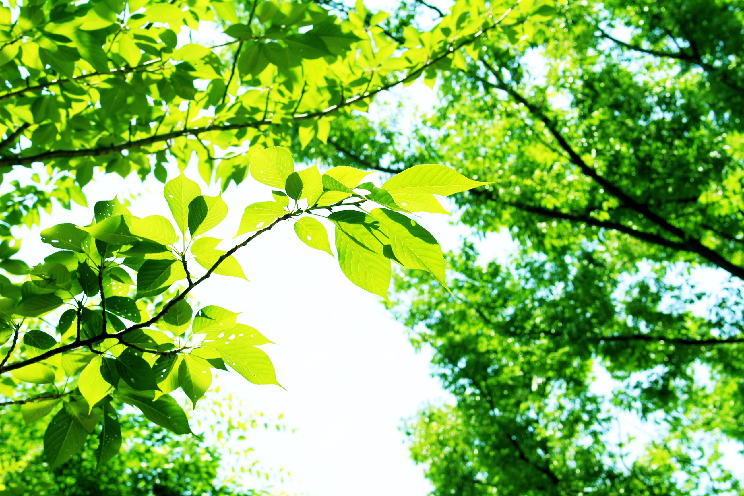 Sunshine filtering through foliage